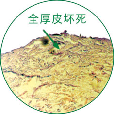 GA黄金甲(中国)最新官方网站