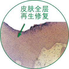 GA黄金甲(中国)最新官方网站