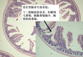 GA黄金甲(中国)最新官方网站